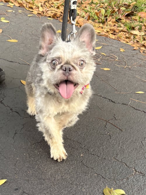 ANTONIO - French Bulldog available for adoption
