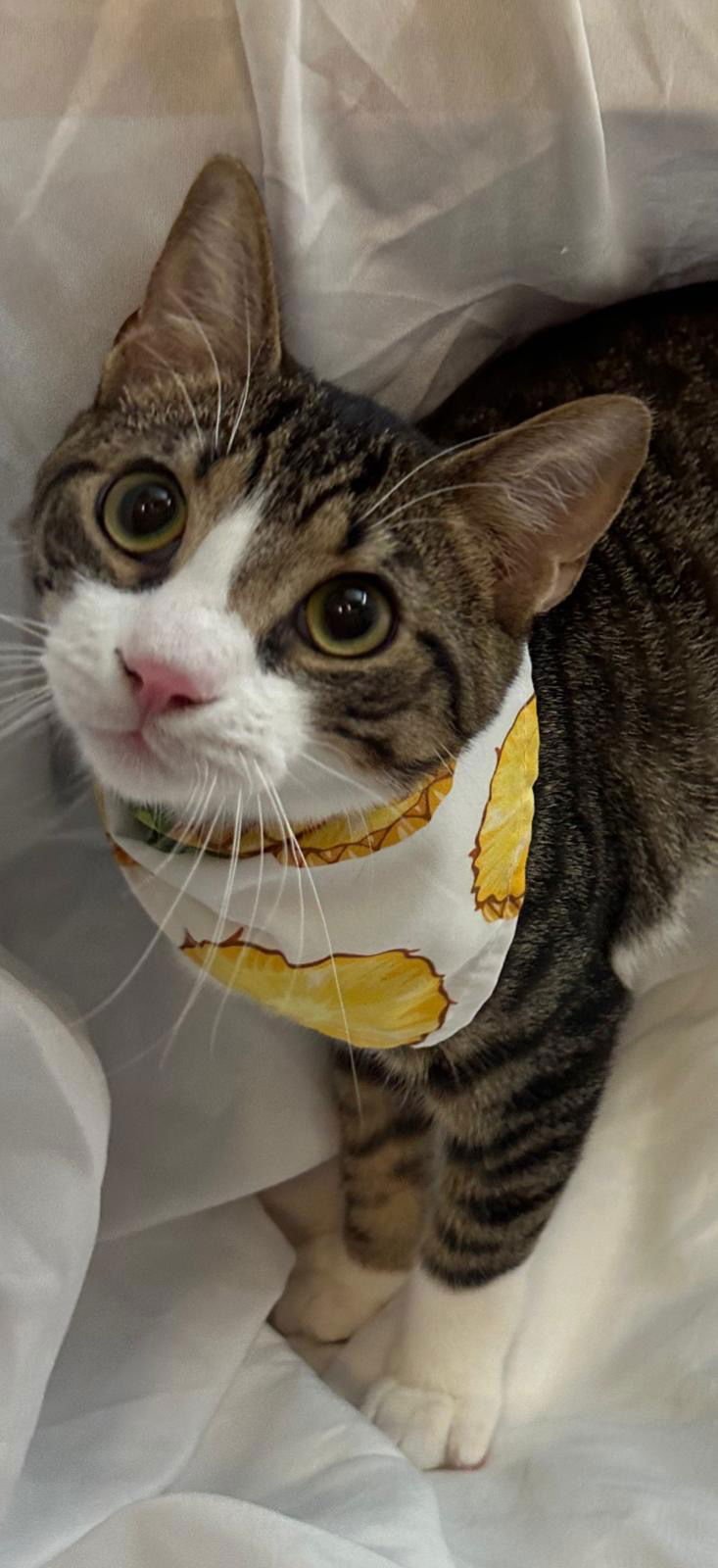 LIMON - Tabby available for adoption