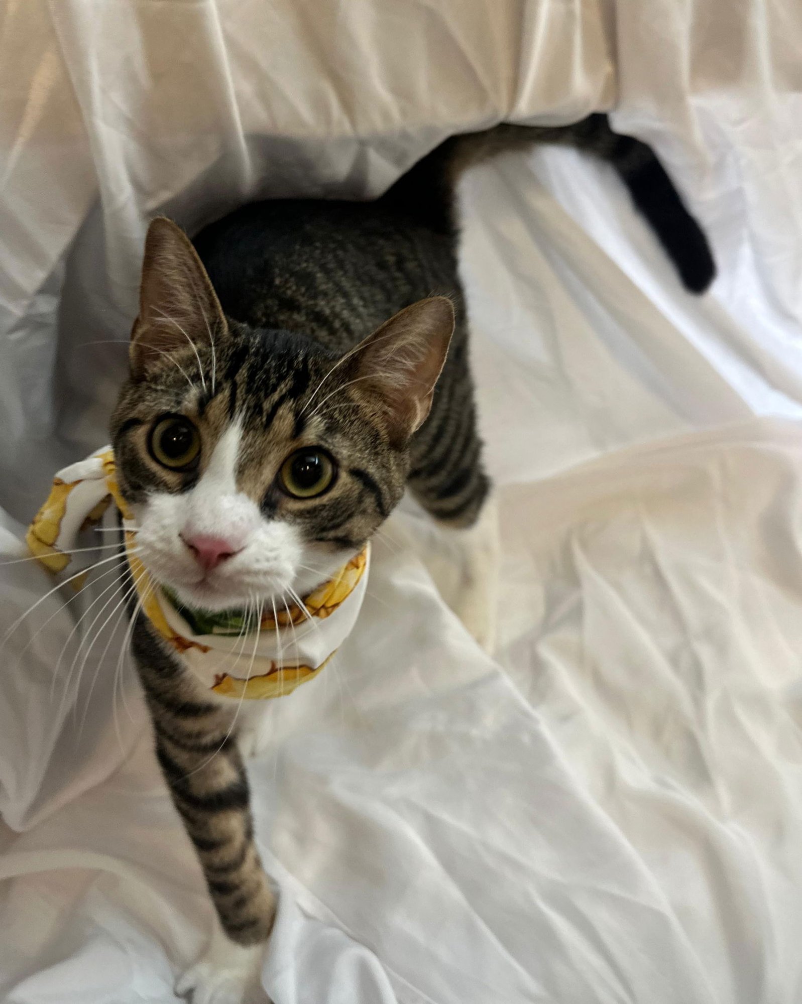 LIMON - Tabby available for adoption