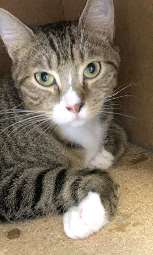 BOY - Domestic Short Hair available for adoption