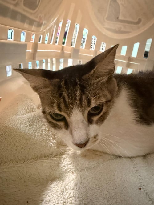 CLAIR - Tabby available for adoption