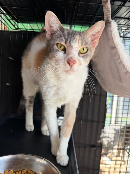 DIANNE - Calico available for adoption