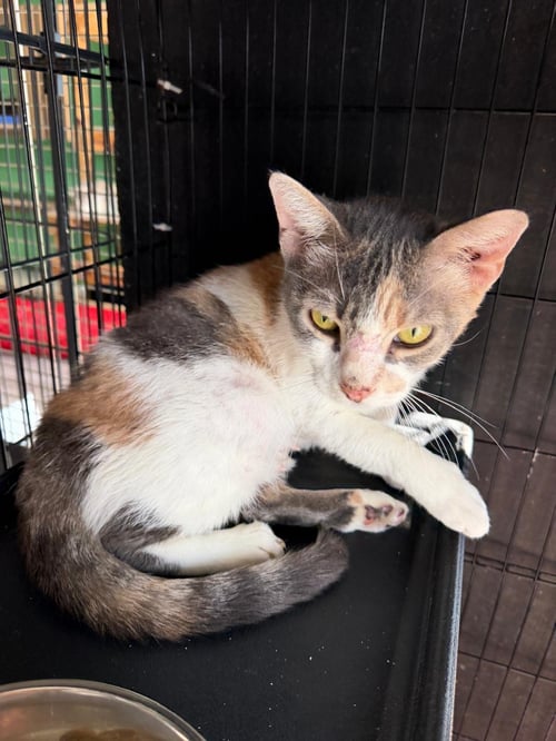 DIANNE - Calico available for adoption