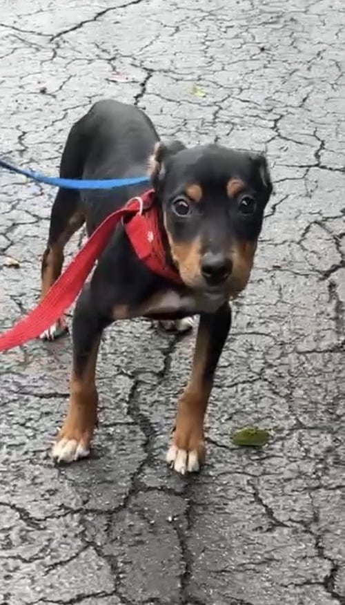 DAISY - Doberman Pinscher available for adoption