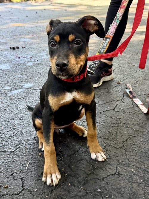 DAISY - Doberman Pinscher available for adoption