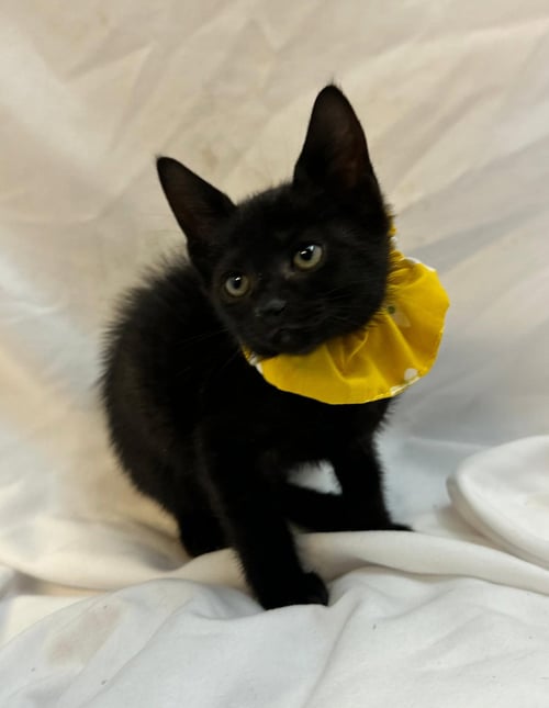 AKONICA - Domestic Short Hair available for adoption