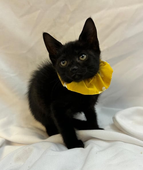 AKONICA - Domestic Short Hair available for adoption