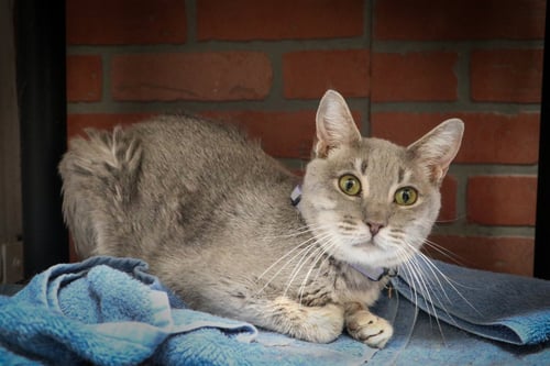 ALINE - Domestic Short Hair available for adoption