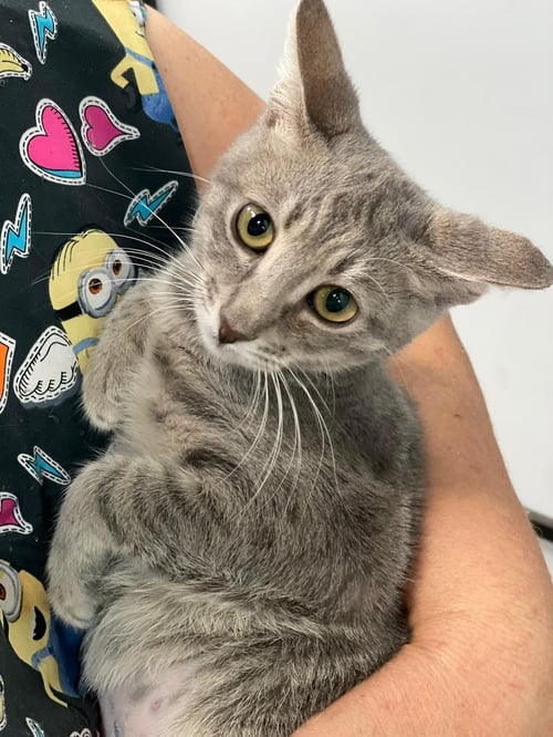 ALINE - Domestic Short Hair available for adoption
