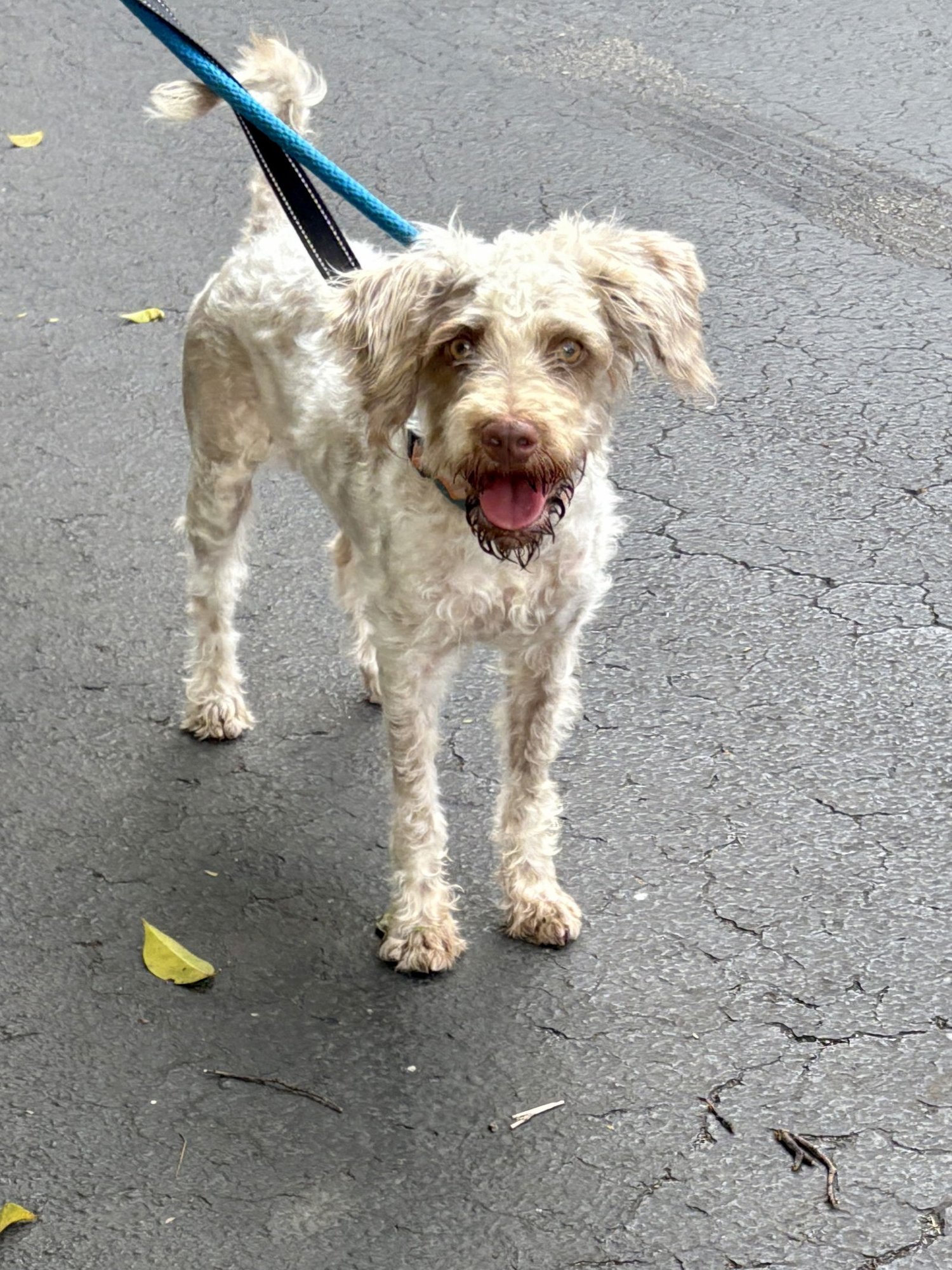 ABIGAIL - Poodle (unknown type) available for adoption