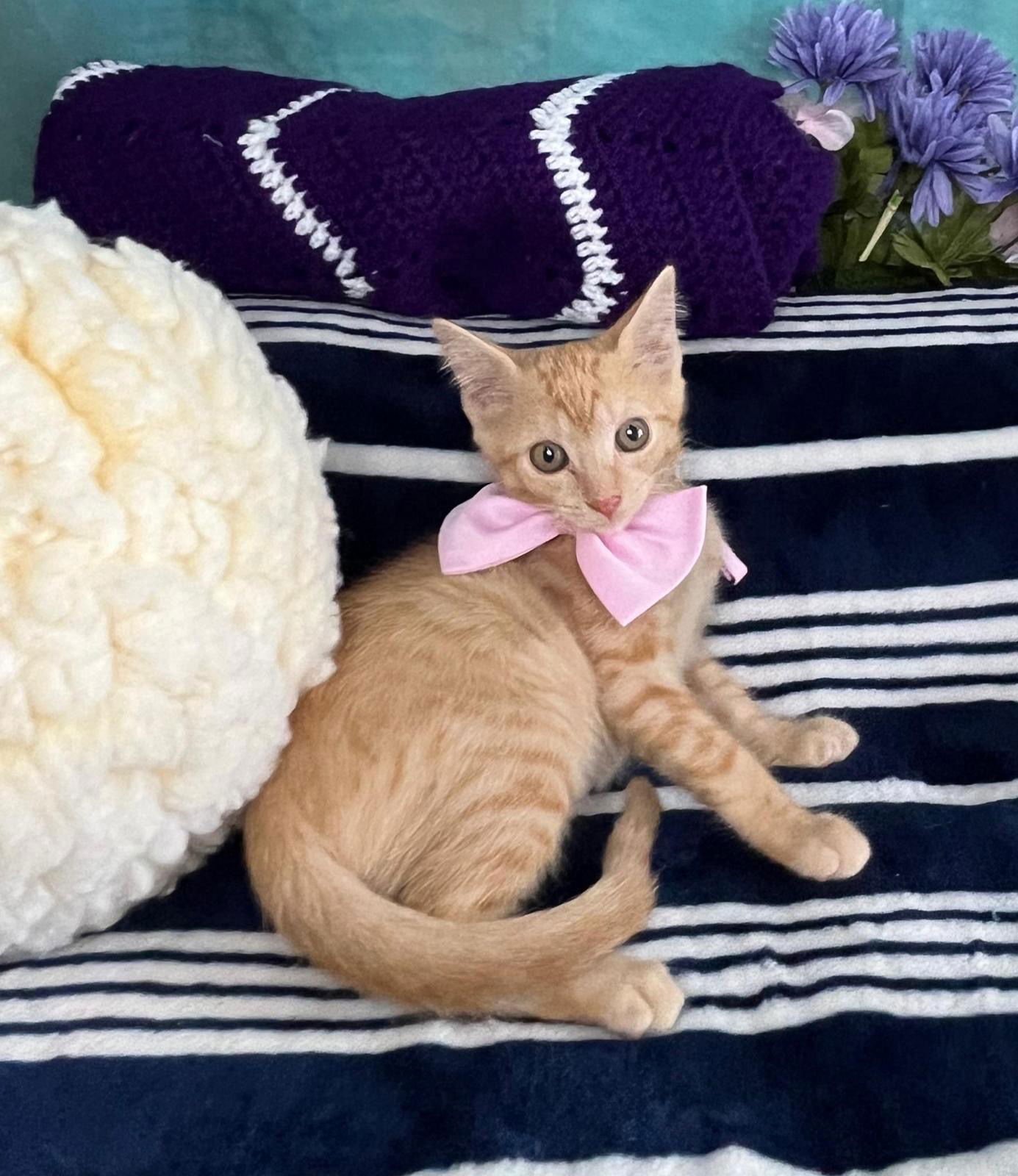 BIJUUX - Domestic Short Hair available for adoption