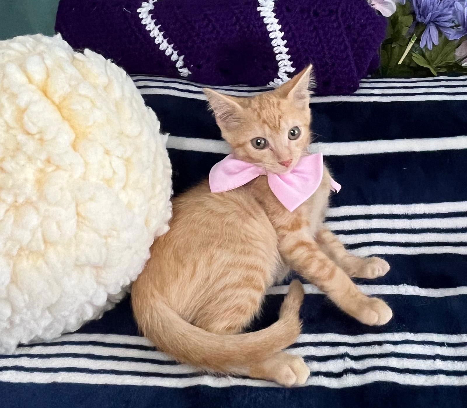 BIJUUX - Domestic Short Hair available for adoption