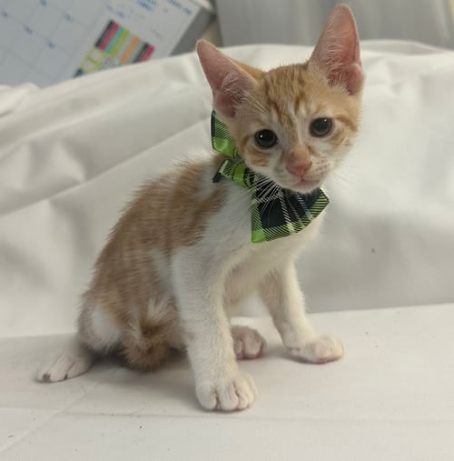 LORAX - European Shorthair available for adoption