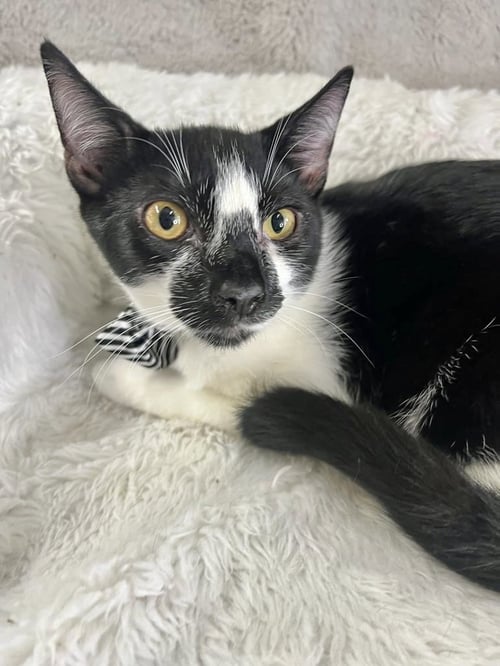 JEFF - Domestic Short Hair available for adoption