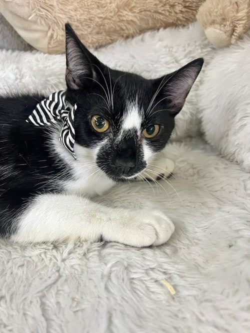 JEFF - Domestic Short Hair available for adoption