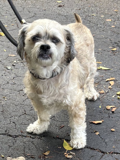 DRAKE - Shih Tzu available for adoption