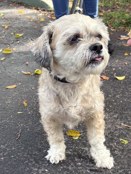 DRAKE - Shih Tzu available for adoption