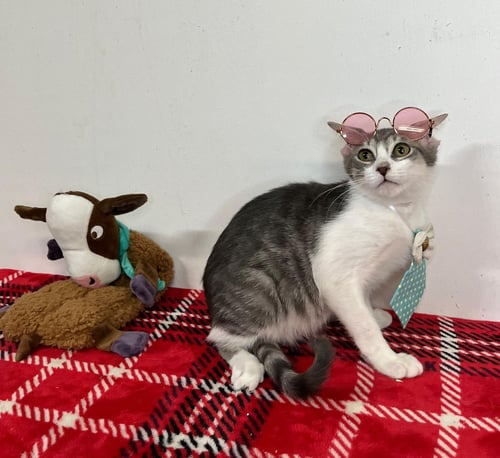 NOLAN - Domestic Short Hair available for adoption