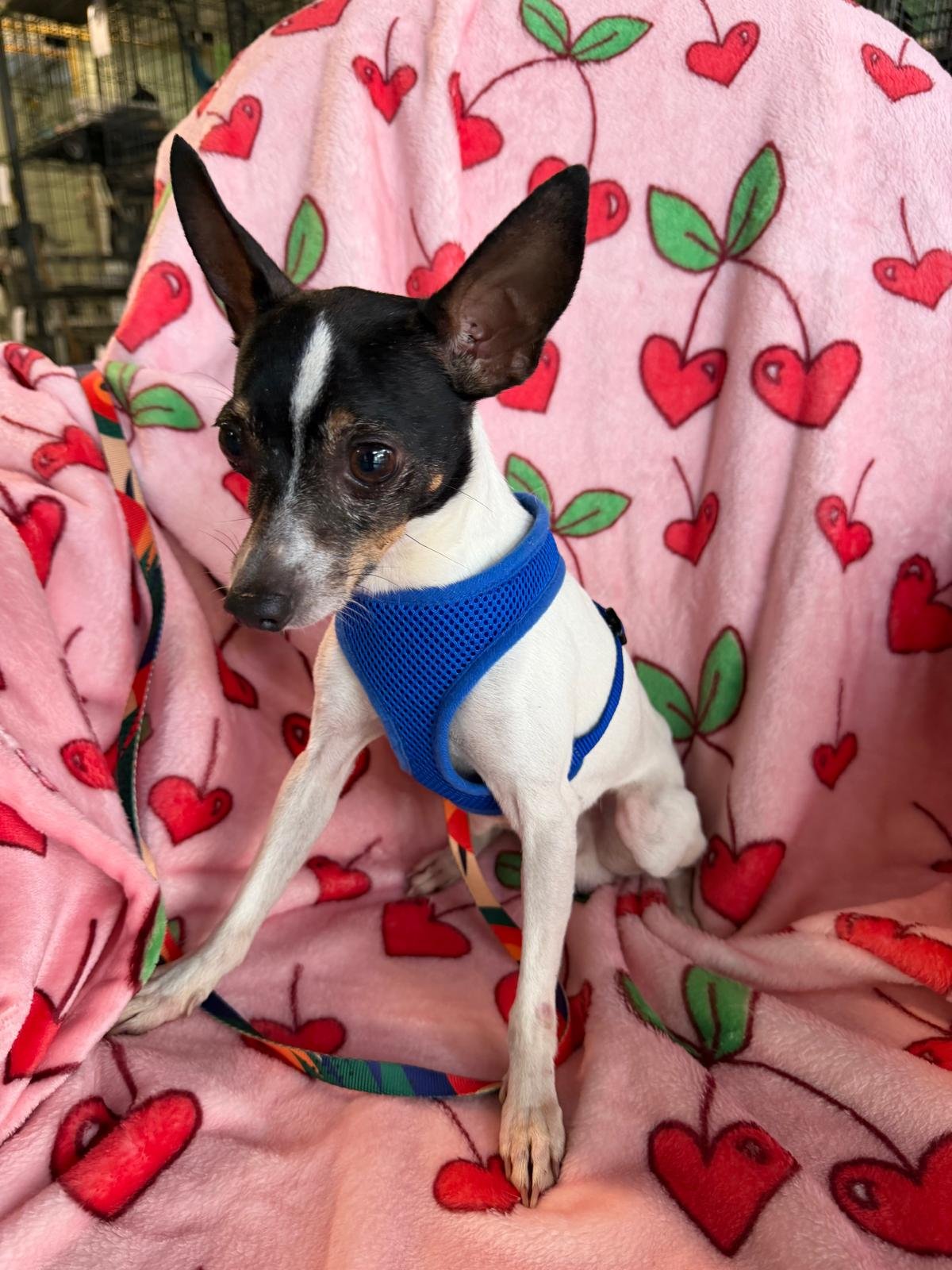 VALENTIN - Rat Terrier available for adoption