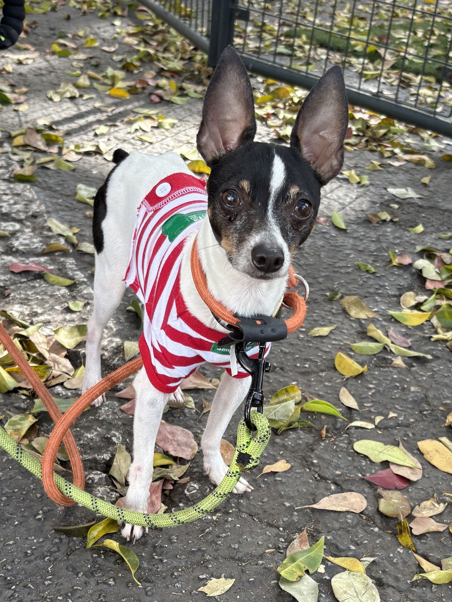 VALENTIN - Rat Terrier available for adoption