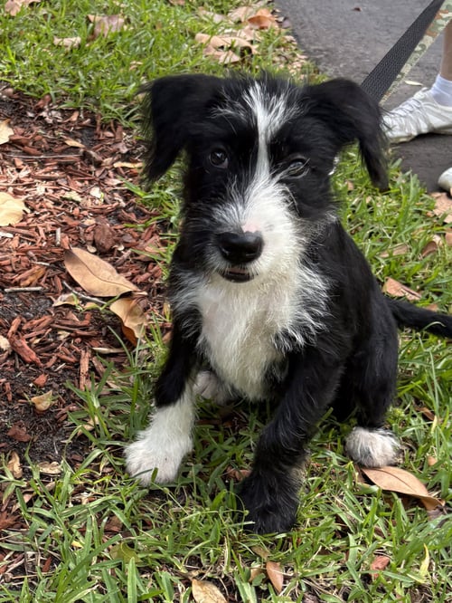 GINGER - Poodle (unknown type) available for adoption