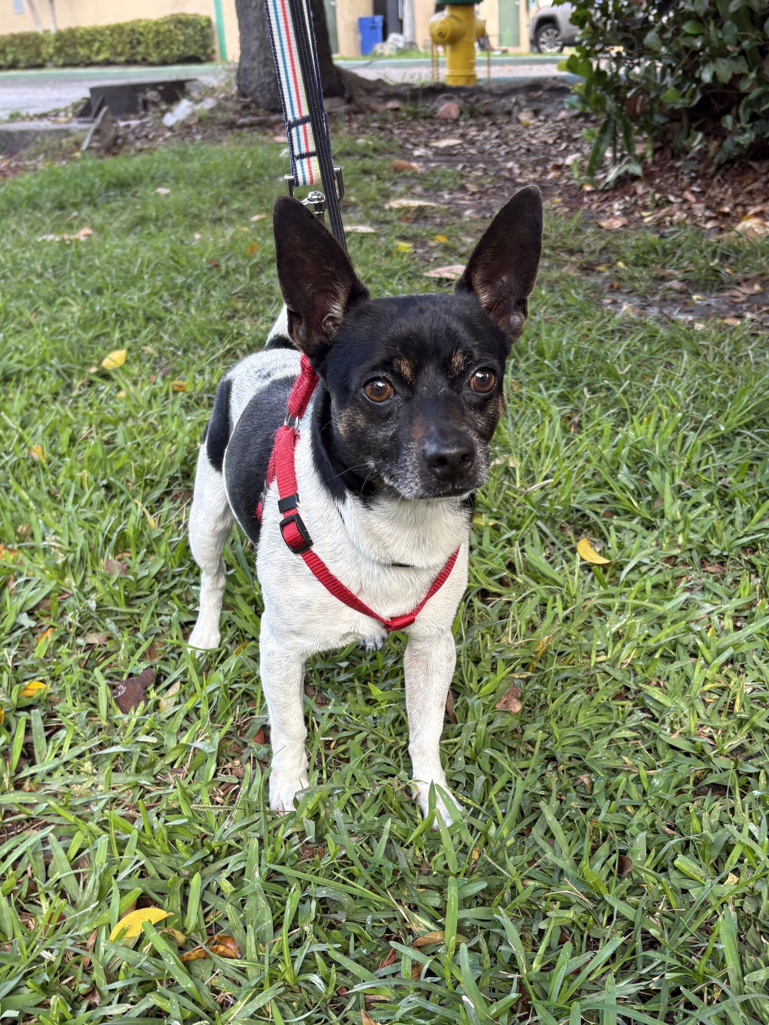 BOLT - Rat Terrier available for adoption