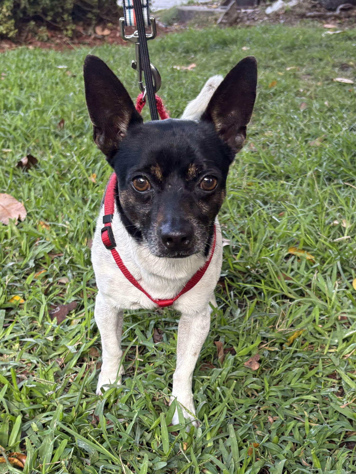BOLT - Rat Terrier available for adoption