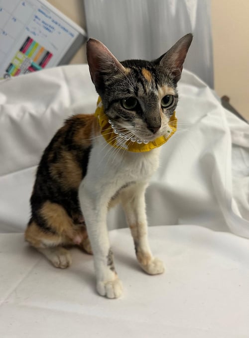 LEODORAH - Domestic Short Hair available for adoption