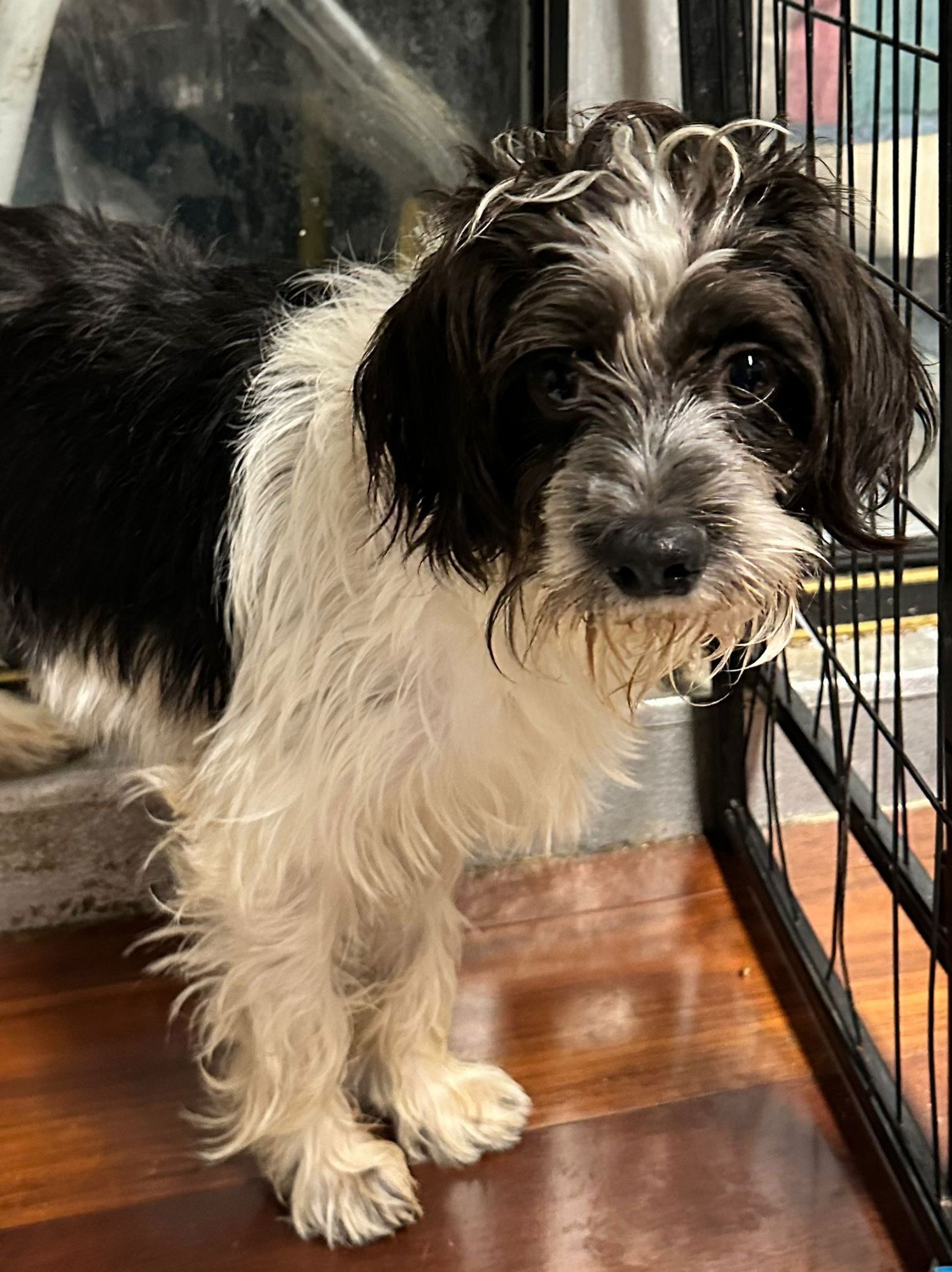 TIMMY - Schnauzer available for adoption