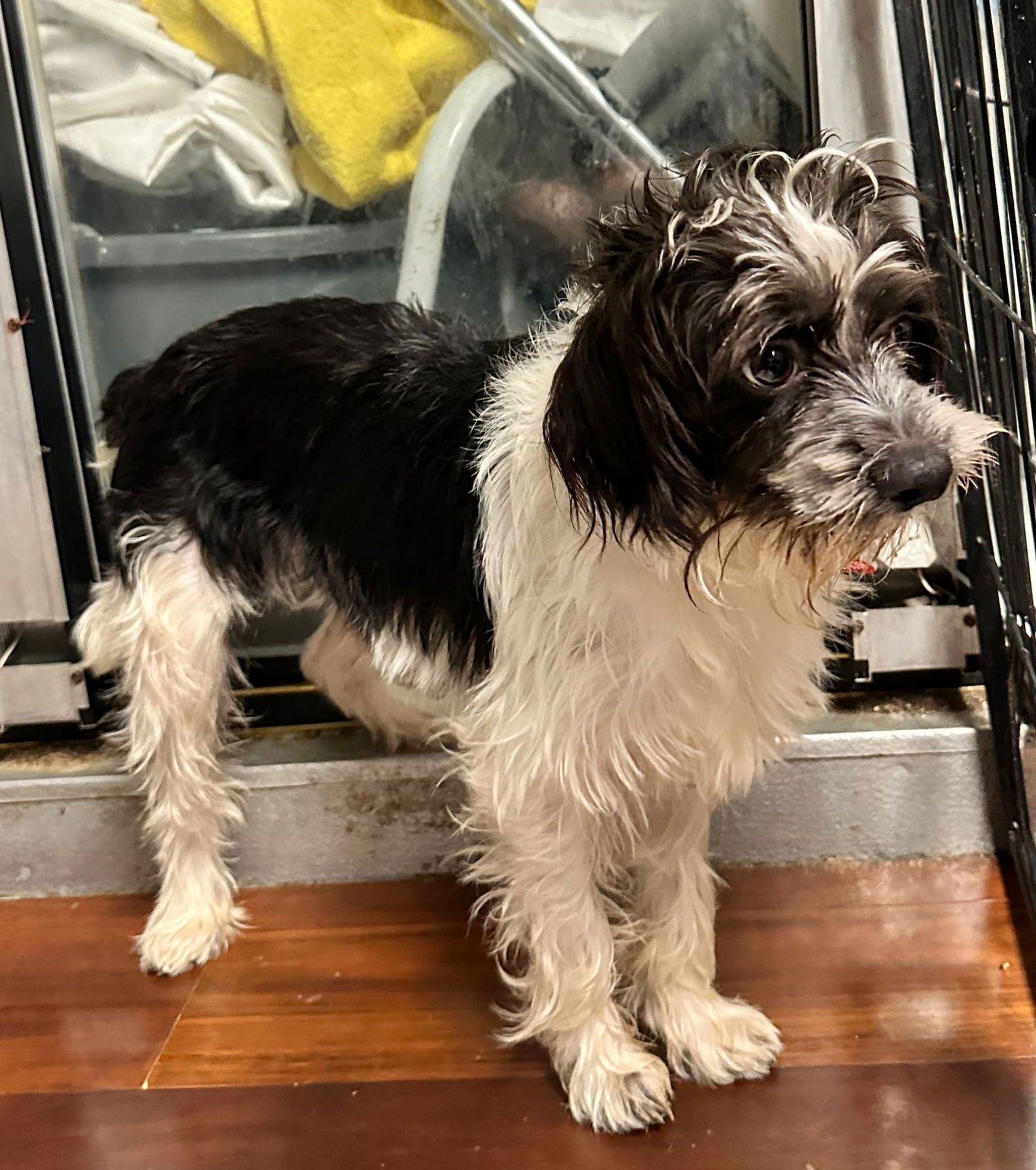 TIMMY - Schnauzer available for adoption