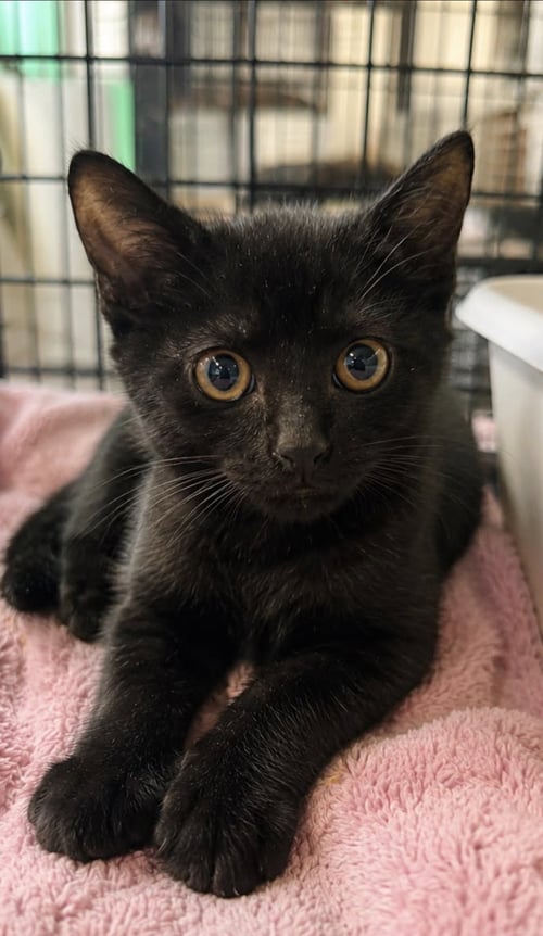 BLACK BERRY - Domestic Short Hair available for adoption