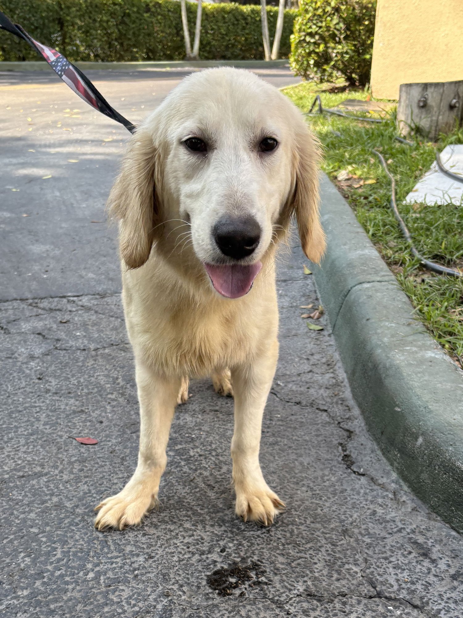 RICHARD - Golden Retriever available for adoption
