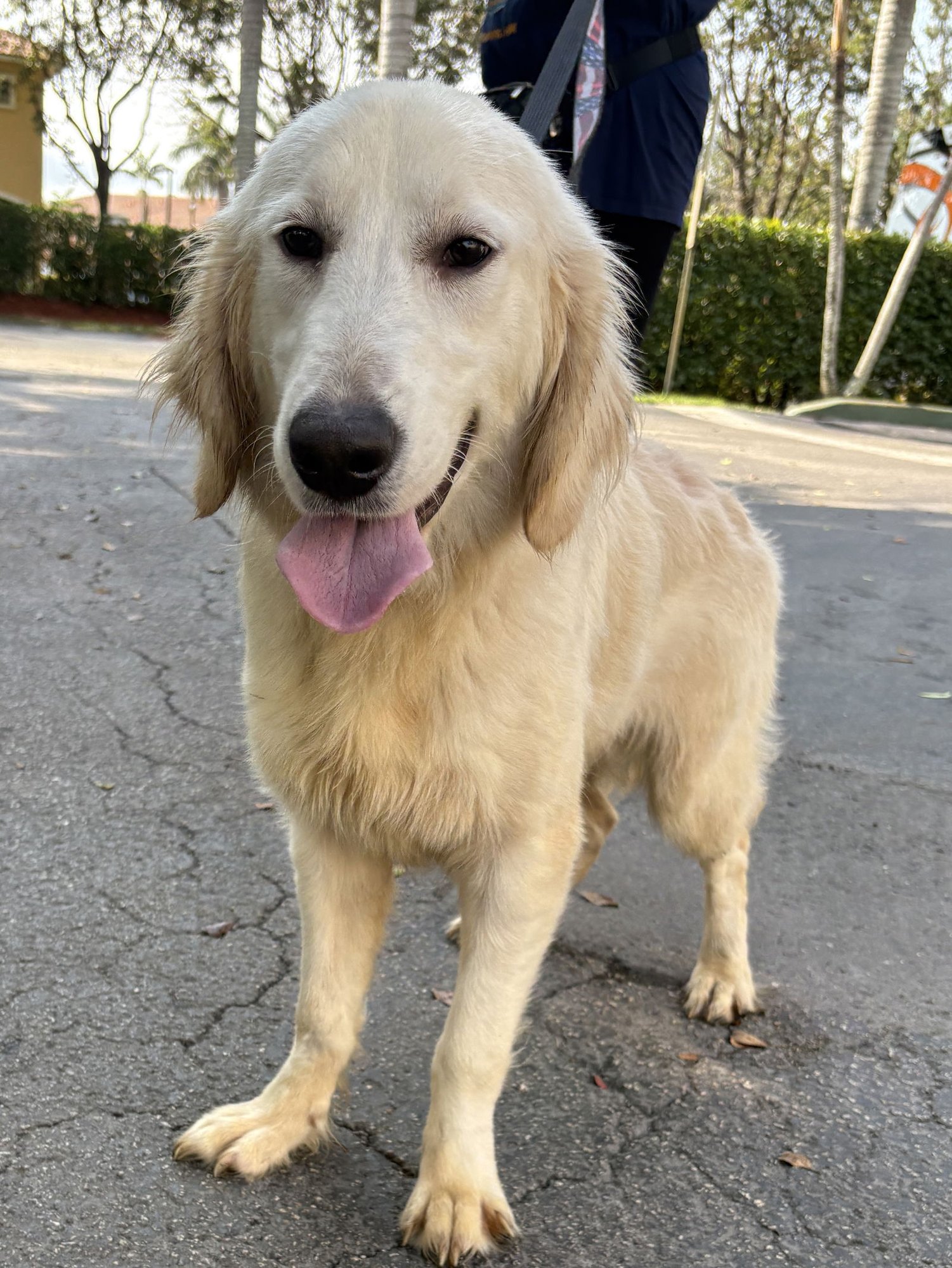RICHARD - Golden Retriever available for adoption