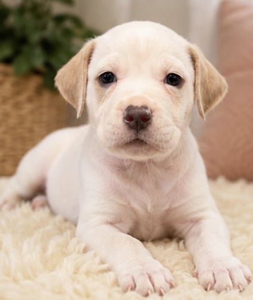 AQUATA - Labrador Retriever available for adoption