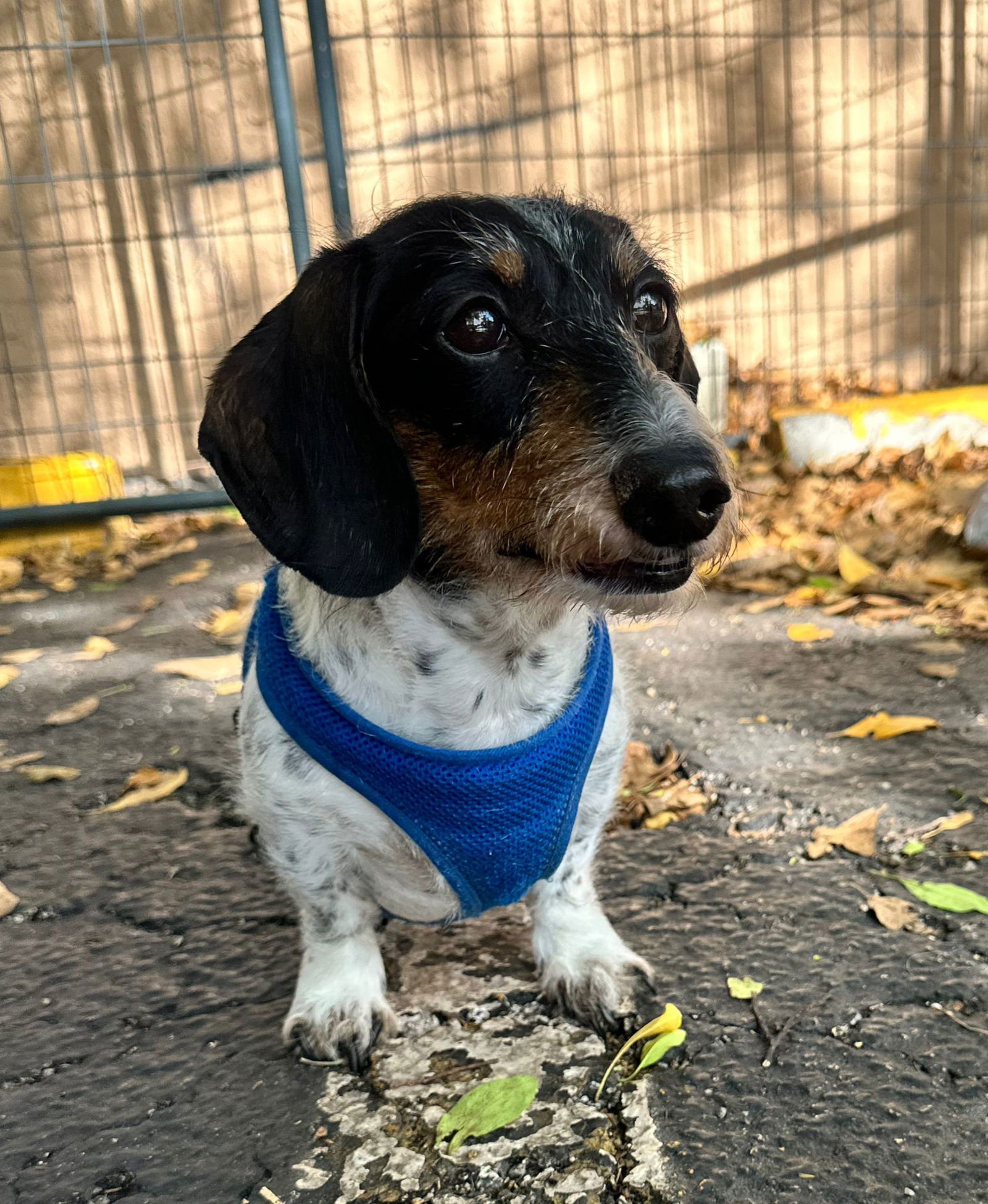 COOKIE - Dachshund available for adoption