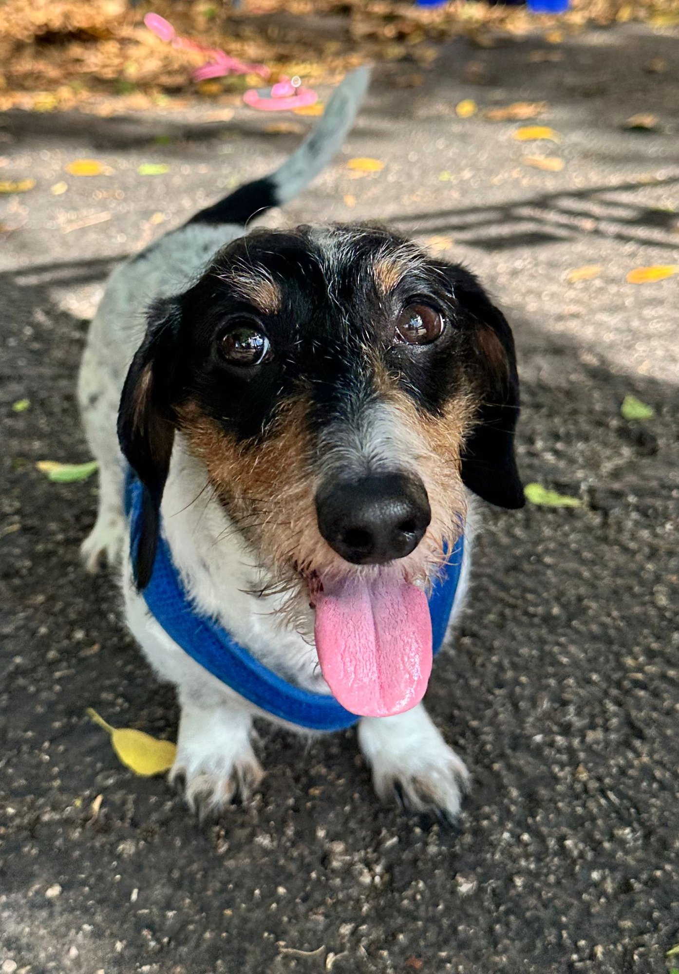 COOKIE - Dachshund available for adoption