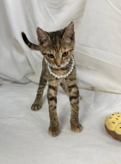 XENIA - Domestic Short Hair available for adoption