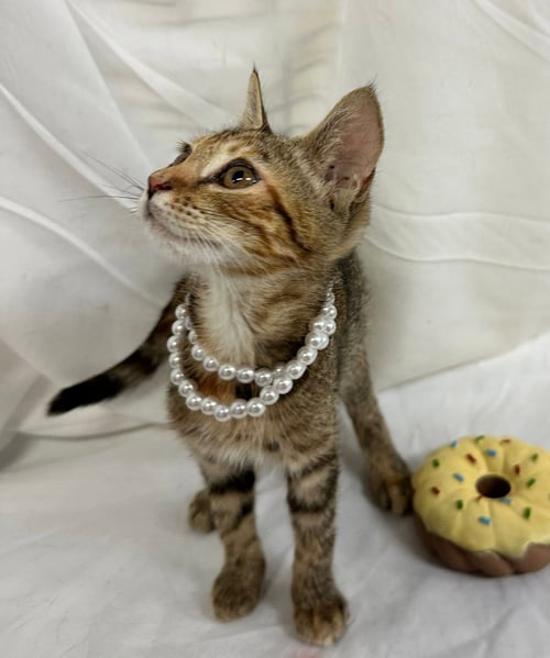 XENIA - Domestic Short Hair available for adoption