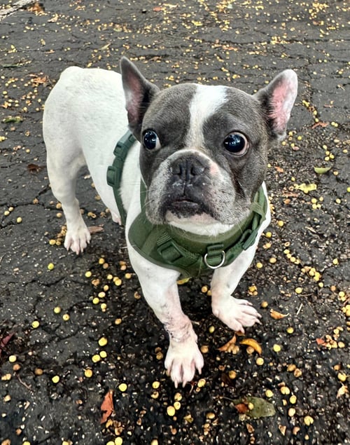 LUNA - French Bulldog available for adoption