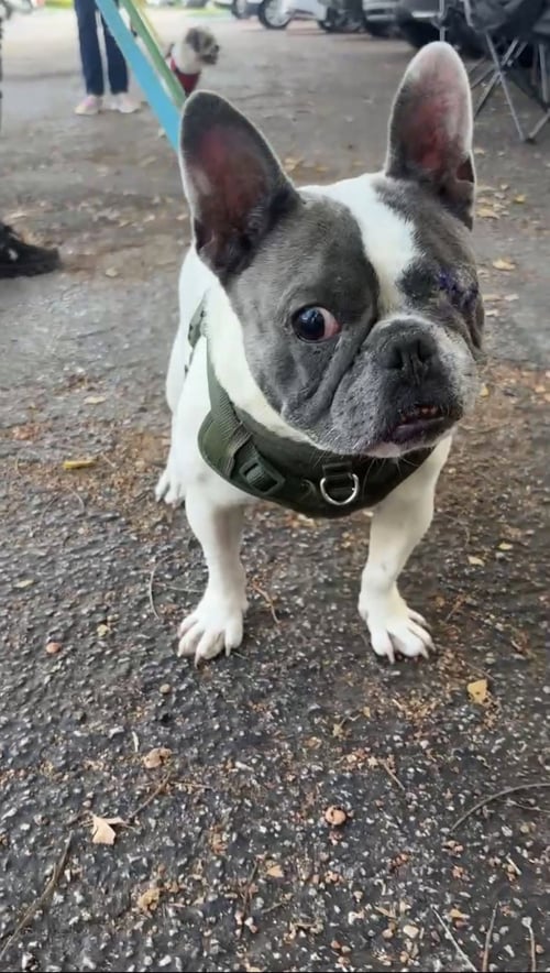 LUNA - French Bulldog available for adoption