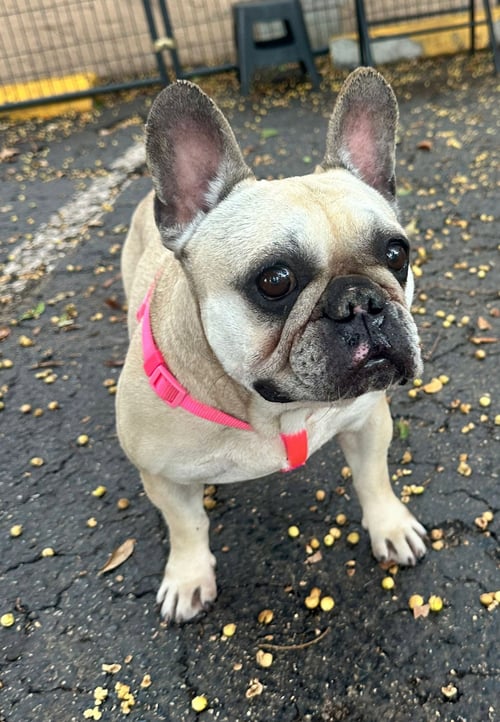 SCARLET - French Bulldog available for adoption