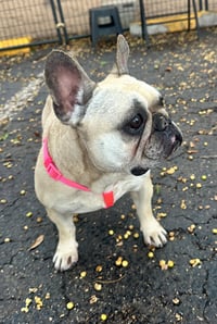 SCARLET - Photo 3