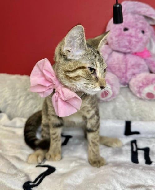 GIGI - Domestic Short Hair available for adoption