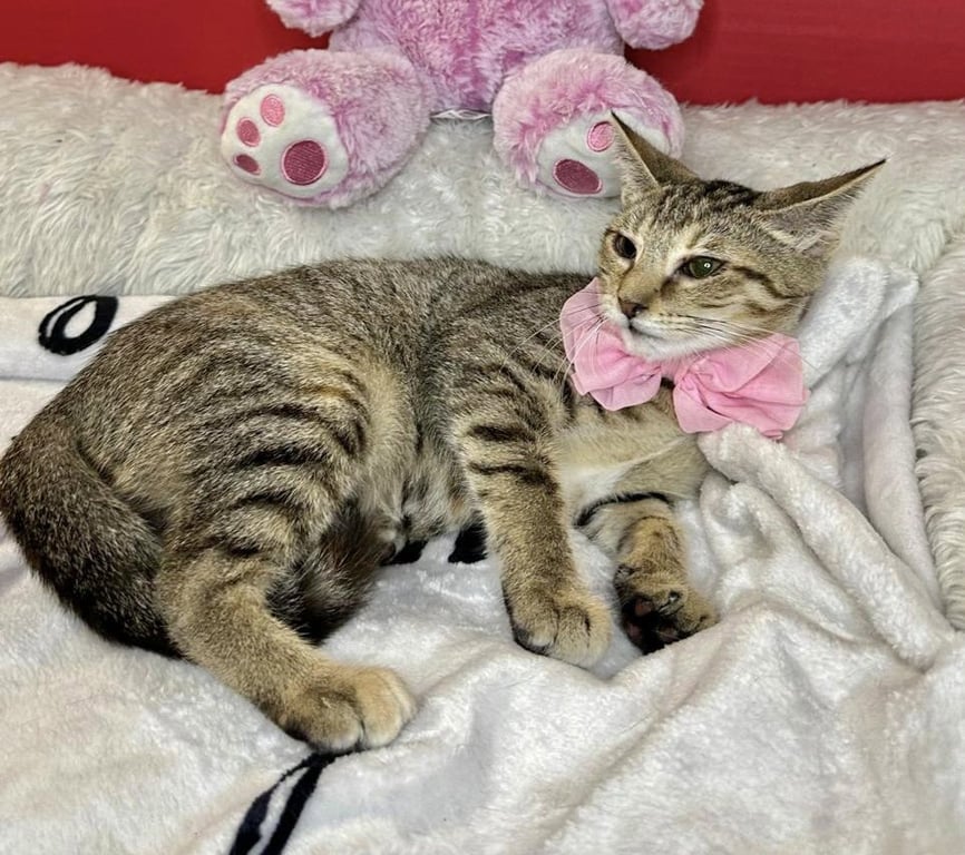 GIGI Image
