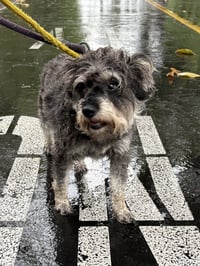 TEDDY - Photo 5