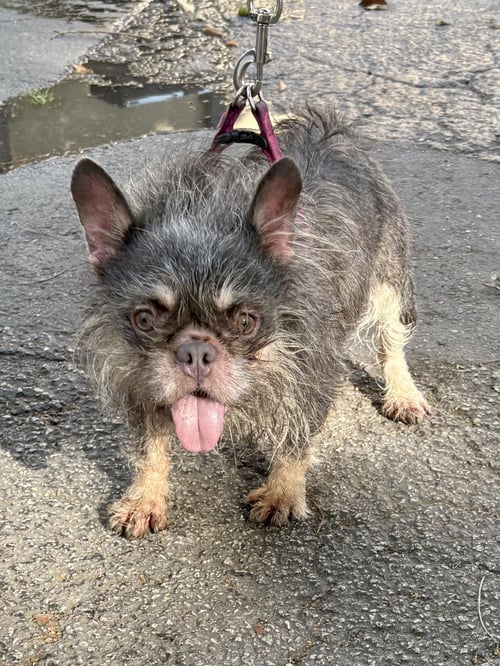 DAISY - French Bulldog available for adoption