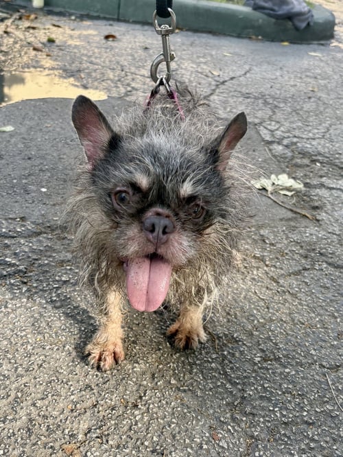 DAISY - French Bulldog available for adoption