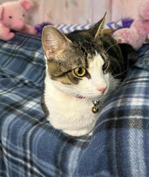 BRIGIDA - Domestic Short Hair available for adoption