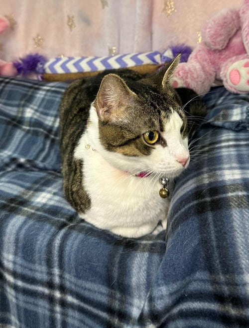 BRIGIDA - Domestic Short Hair available for adoption