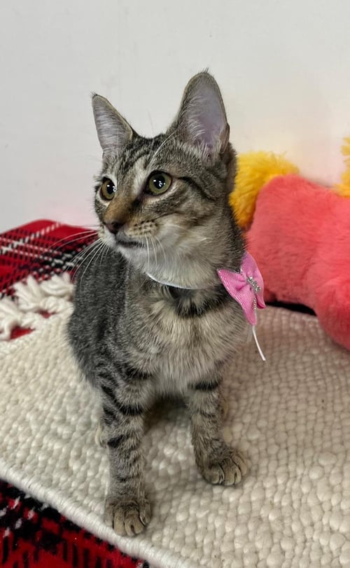 ADA - Domestic Short Hair available for adoption